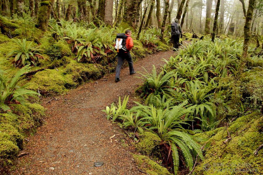 Hiking through the rainforest