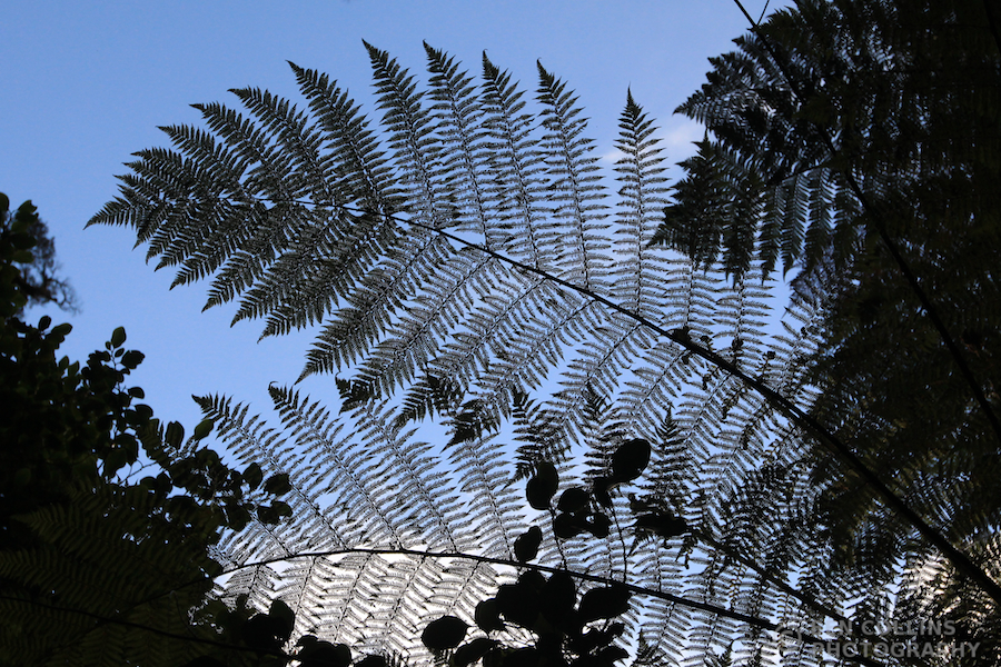 Ferns were everywhere