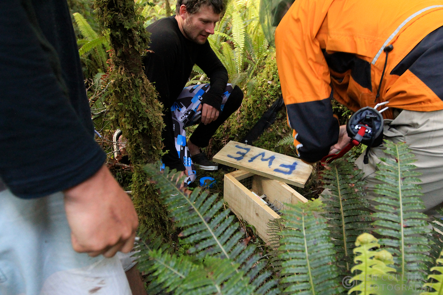 Baiting the stoat trap