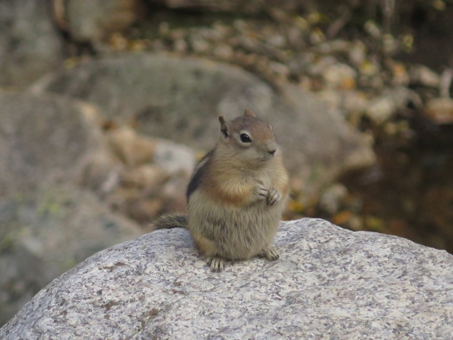 Chipmunk