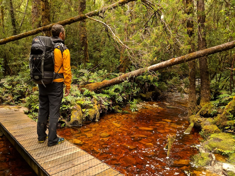 Wild Tasmanian Forest